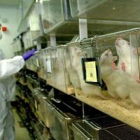 rats de laboratoire