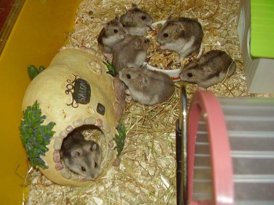 7 hamsters russes femelles