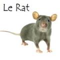 Bouton rat 1