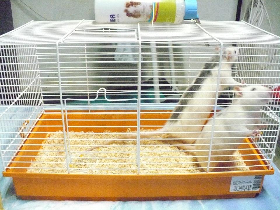 21/09/2012 : Une vie en mini cage pour 2 gros rats males