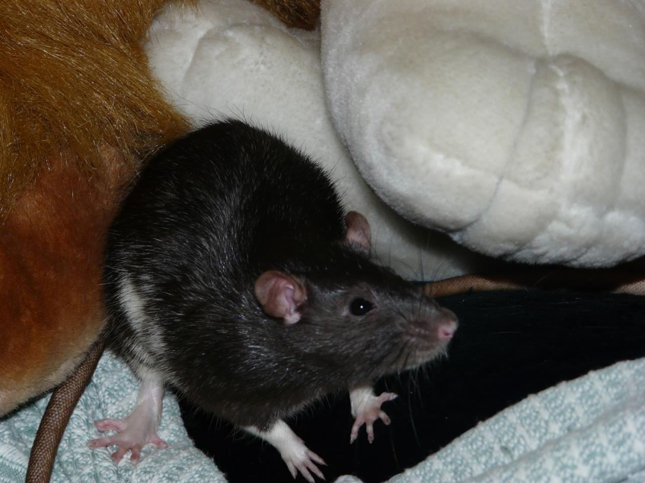 Rat noir berkshire