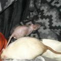 Rat double rex noir et rat poil lisse siamois
