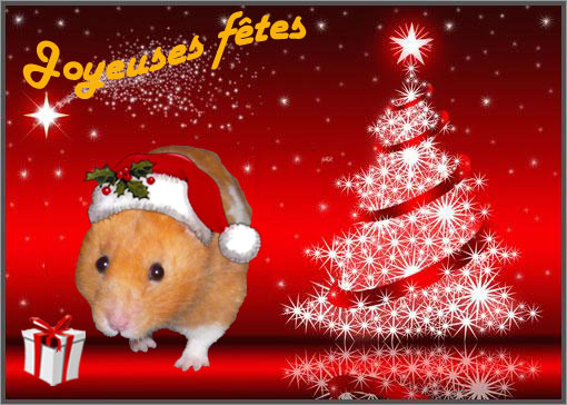 Noel des Hamsters