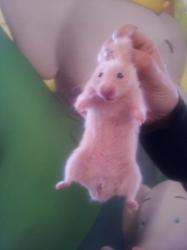 hamster syrien